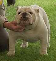 English bulldog : Glyndee’s Care Bear of Bexbull